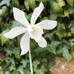 Thalia Daffodil (Narcissus triandrus Thalia) Img 3